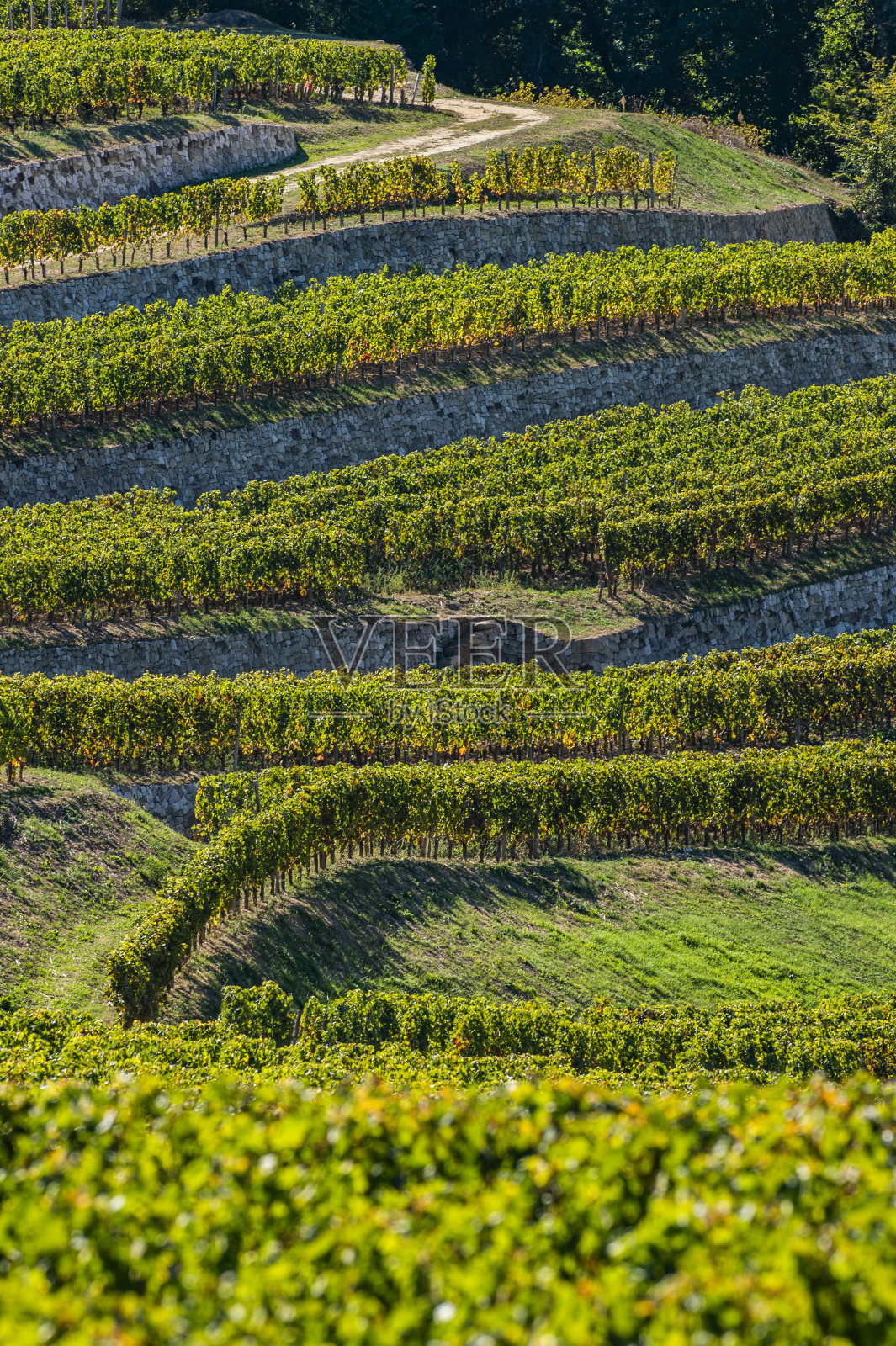 圣愛美濃葡萄園,波爾多葡萄園,梯田葡萄園,吉隆,法國照片攝影